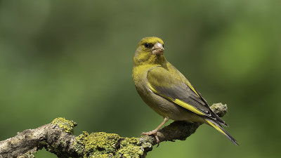 Groenling / Greenfinch