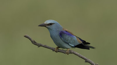 Scharrelaar / European roller