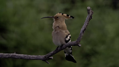 Eurasian Hoopoe / Hop