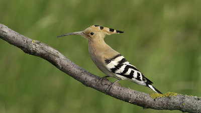 Eurasian Hoopoe / Hop