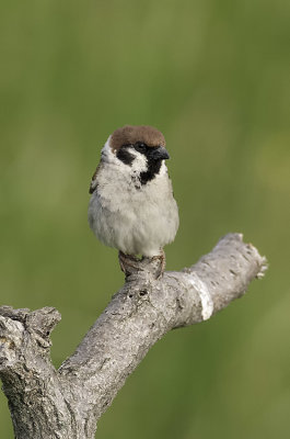Ringmus / Tree sparrow