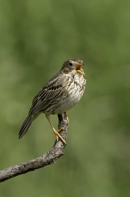 Grauwe gors / Corn bunting
