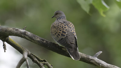 Zomertortel / European turtle dove