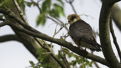 Red-Footed Falcon / Roodpootvalk