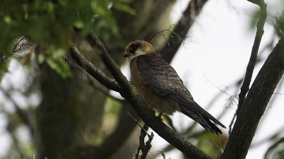 Red-Footed Falcon / Roodpootvalk
