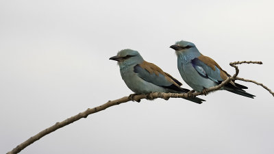 Scharrelaar / European roller