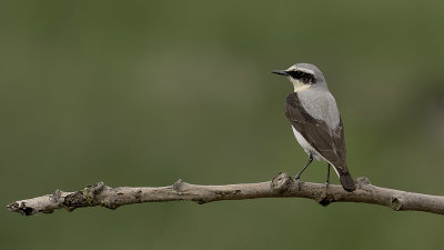 Tapuit / Northern Wheatear