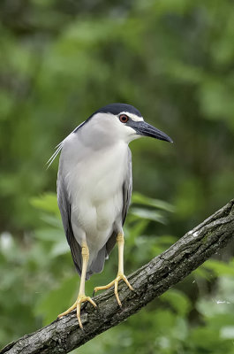 Black-crowned Night-heron / Kwak