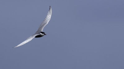 Whiskered Tern / Witwangstern