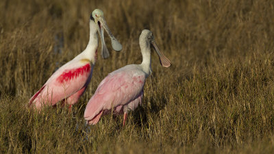 Roseate Spoonbill / Rose Lepelaar
