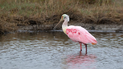 Roseate Spoonbill / Rose Lepelaar