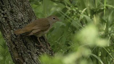 Common Nightingale / Nachtegaal