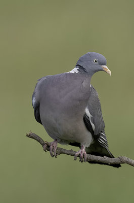 Common Wood Pigeon / Houtduif