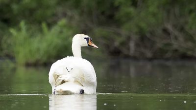 Mute Swan / Knobbelzwaan