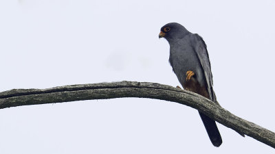 Red-Footed Falcon / Roodpootvalk