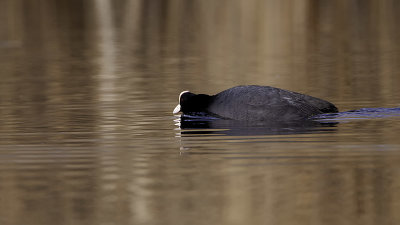 Eurasian Coot / Meerkoet