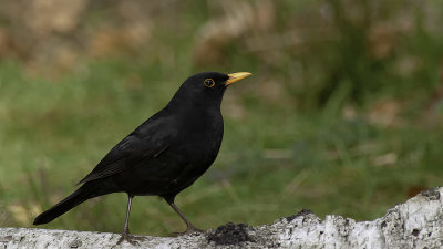 Merel / Common blackbird