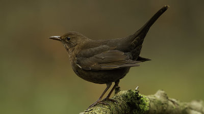 Merel / Common blackbird
