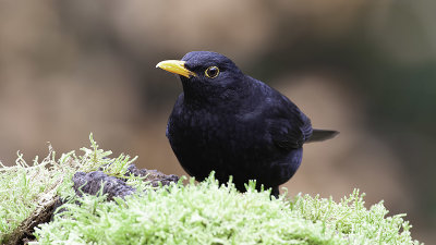 Merel / Common blackbird