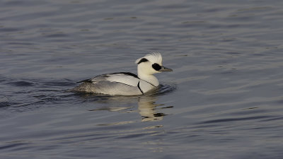 Smew / Nonnetje