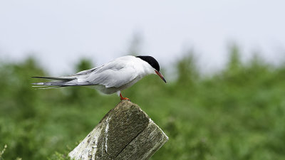 Arctic Tern / Noordse Stern