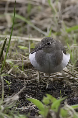 Common Sandpiper / Overloper