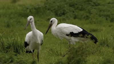 White Stork / Ooievaar