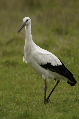 White Stork / Ooievaar