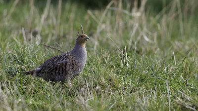 Partridge / Patrijs