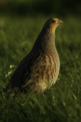 Partridge / Patrijs
