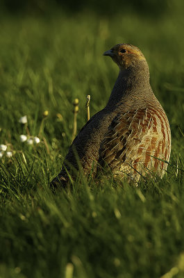 Partridge / Patrijs