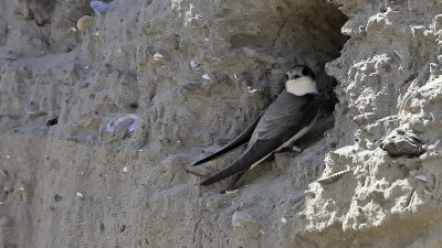 Sand Martin / Oeverzwaluw