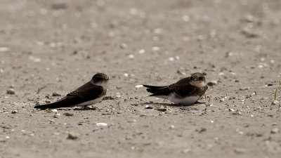 Sand Martin / Oeverzwaluw