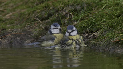Pimpelmees / Eurasian blue tit