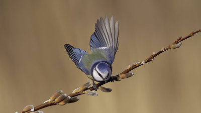 Pimpelmees / Eurasian blue tit