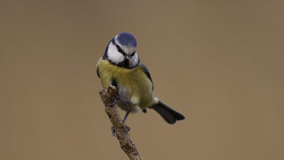 Pimpelmees / Eurasian blue tit