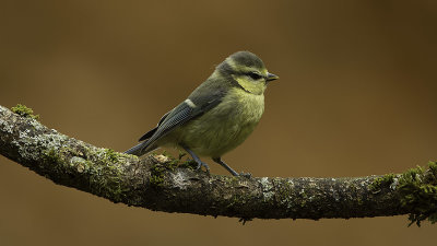 Pimpelmees / Eurasian blue tit