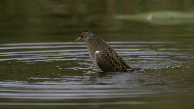 g12/30/1191630/3/171163575.wcYEX5kn.jpg