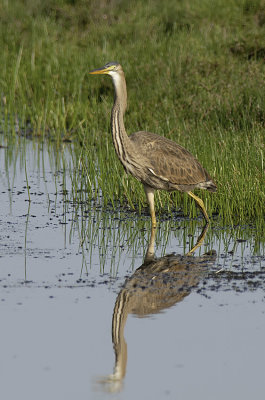 Purple Heron / Purperreiger