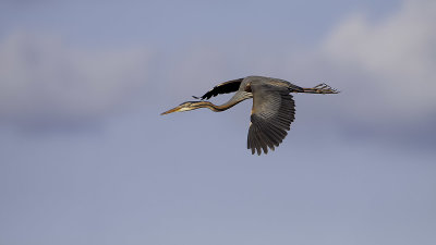 Purple Heron / Purperreiger