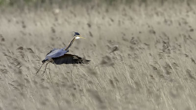 Purple Heron / Purperreiger