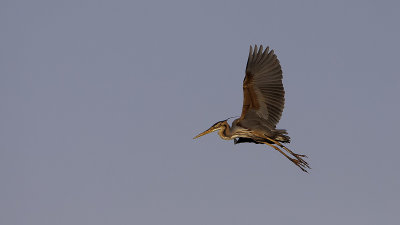 Purple Heron / Purperreiger