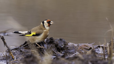 European Goldfinch / Putter