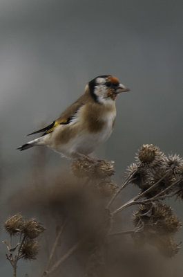Putter / European goldfinch