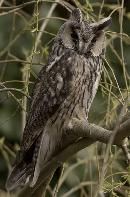 Ransuil / Long-eared Owl