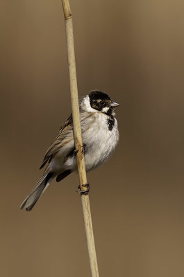 Rietgors / Reed bunting