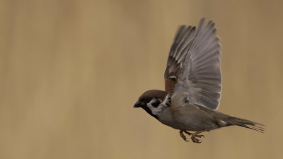 Ringmus / Tree sparrow