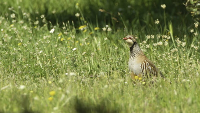 Red-legged Partridge / Rode Patrijs