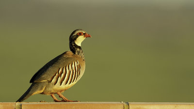 Red-legged Partridge - Rode Patrijs