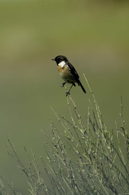 European Stonechat / Roodborsttapuit